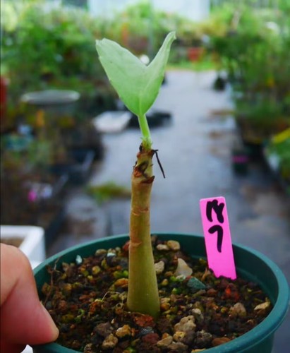 Cyphostemma uter var macropus - cyphostemma, var.macropus