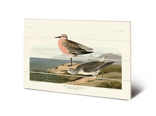 John james audubon - james,