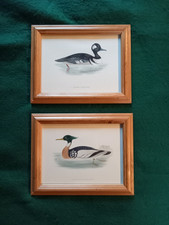 Pair of framed F O Morris bird