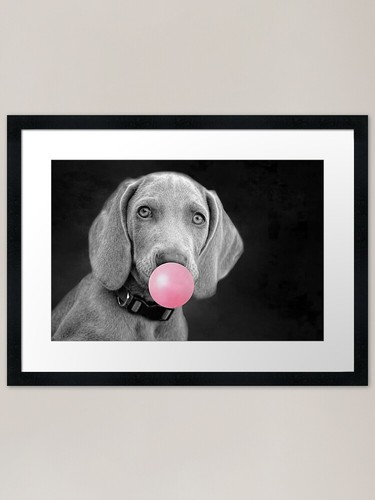 Weimaraner puppy with - weimaraner, bubble