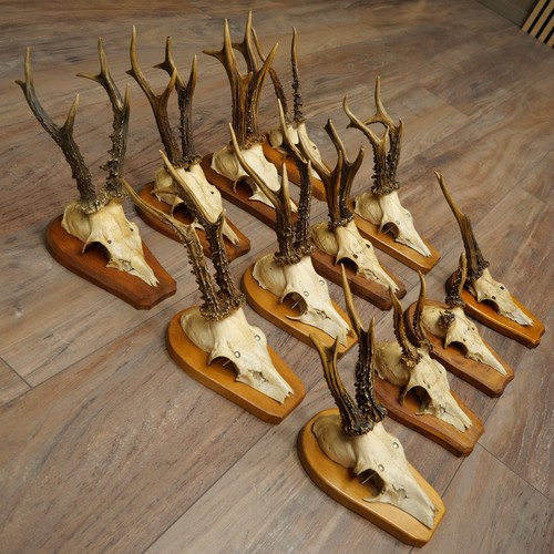 Used vintage roe deer - vintage,