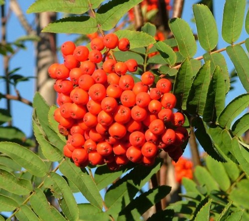 Rowan tree 9cm pot - tree,
