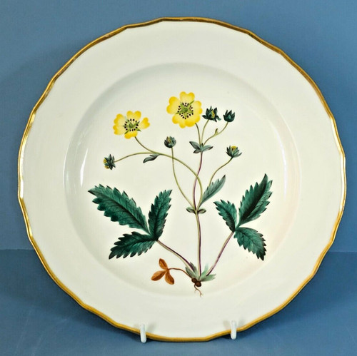Antique derby botanical plate - antique,