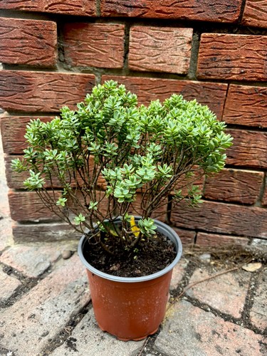 Hebe pagei shrubby veronica - pagei,