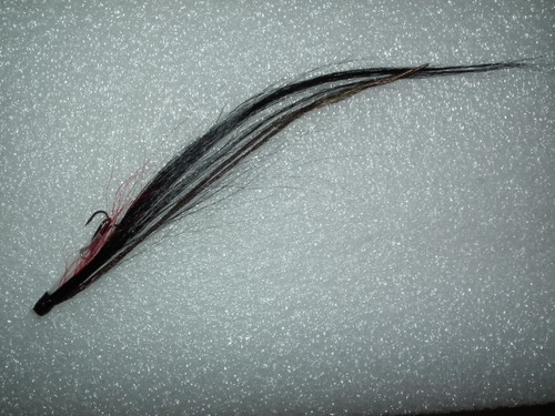 Salmon seatrout 1 - ,