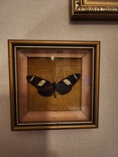 Vintage Wallaces Longwing