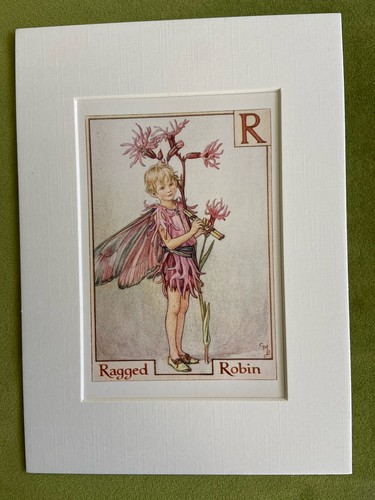 Ragged robin flower - robin’,