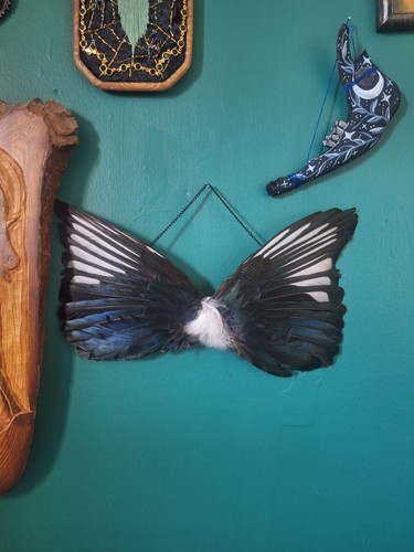 Taxidermy hanging magpie - magpie, wings