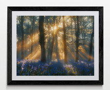 Bluebell Woodland Forest