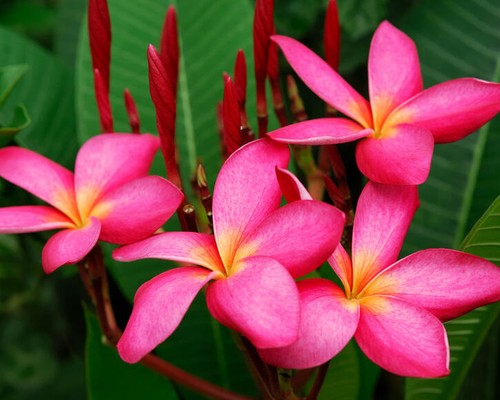 Plumeria rubra plug - rubra, plant