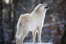HOWLING WHITE WOLF GLOSSY