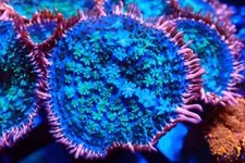 Frankenstein Bounce Mushroom