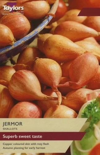 Shallot jermor superb - 'superb, sweet