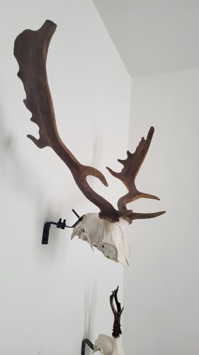 Fallow deer skull cap - fallow,