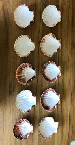 Lot scallop sea - of, shells