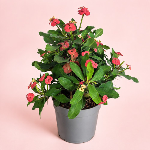 Euphorbia milii crown - euphorbia,