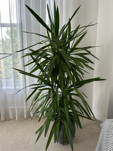 Large yukka plant - yukka,