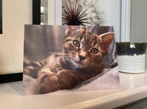 Adorable kitten photographic - adorable,