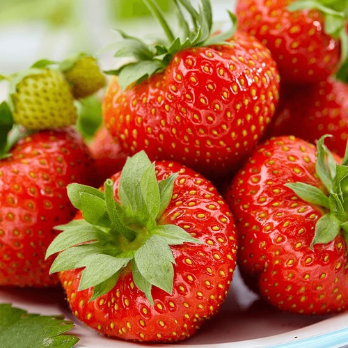 Strawberry korona early - |,