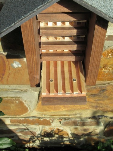 Bee hotel with - , observation