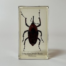 Real Life Bugs And Insects