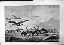 Old Antique Print Herons Sea Gulls Welsh Coast Boats Sailing Ships 1877 19th