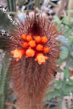 FRESH CACTUS SEED x5 Micranthocereus Densiflorus seeds