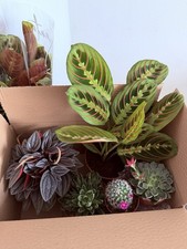Maranta Fascinator, peperomia