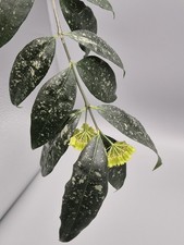 Very Rare HOYA Amicabilis thin