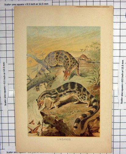 Original old antique - original, print