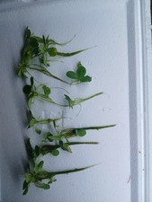 10 Water lettuce Pistia