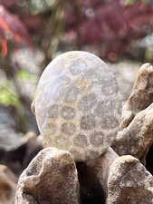 Fossilised Coral Crystal