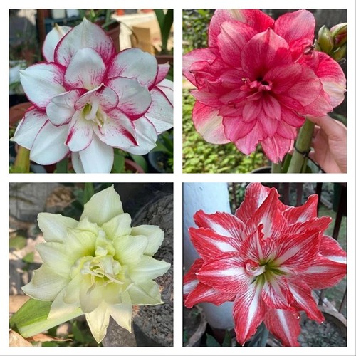 Pretty amaryllis double - pretty,