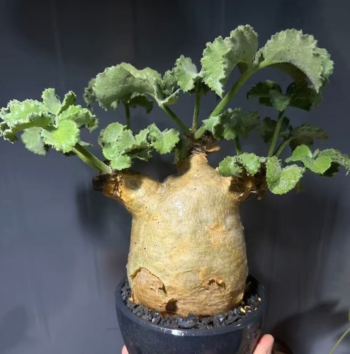 Cyphostemma uter var.macropus
