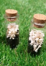 1 X Glass Jar With Small Bones