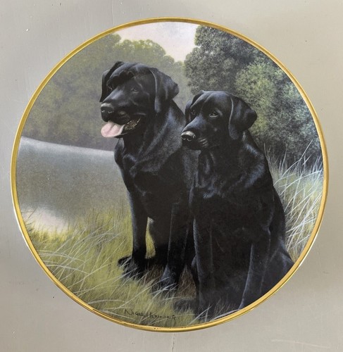 Dogs labrador - labrador,