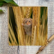 Harvest mouse greeting card -
