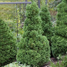 Thuja Holmstrup White Cedar Dense Fragrant Foliage Evergreen Coniferous Shrub