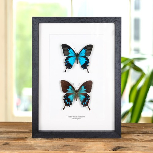 Blue emperor butterfly - emperor, &