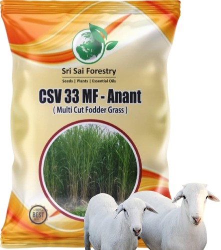 Csv33mf grass seeds - csv33mf,