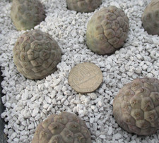 TEPHROCACTUS GEOMETRICUS -