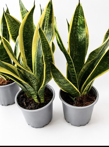 Air purifier snake plant - 1, x