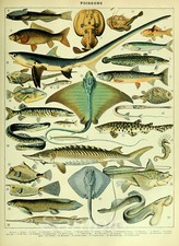 VINTAGE FISH CHART A4 POSTER