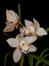 Mini Cymbidium White. 12 Cm