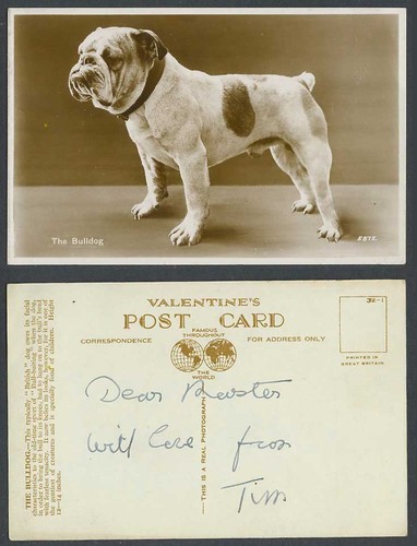 The bulldog british bull - the, dog
