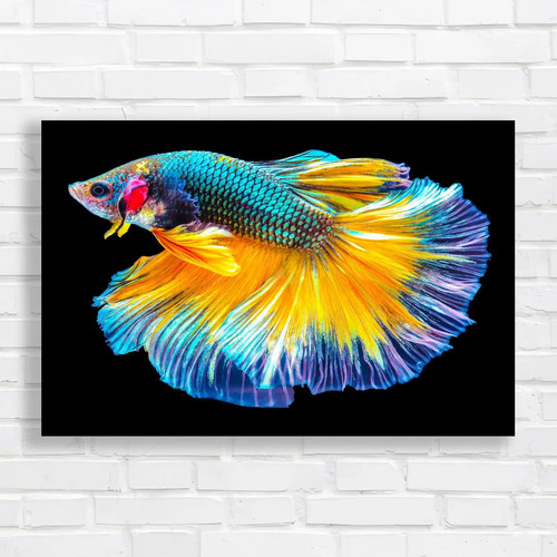 Vibrant siamese fighting fish - vibrant,