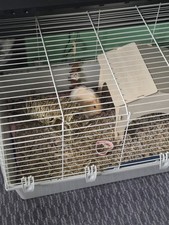 guinea pig kit 2 female cage