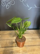 Monstera Swiss Cheese Plant in