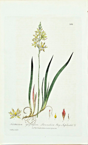 Original antique botanical - original,