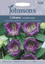 Johnsons Flower Seed Cobaea